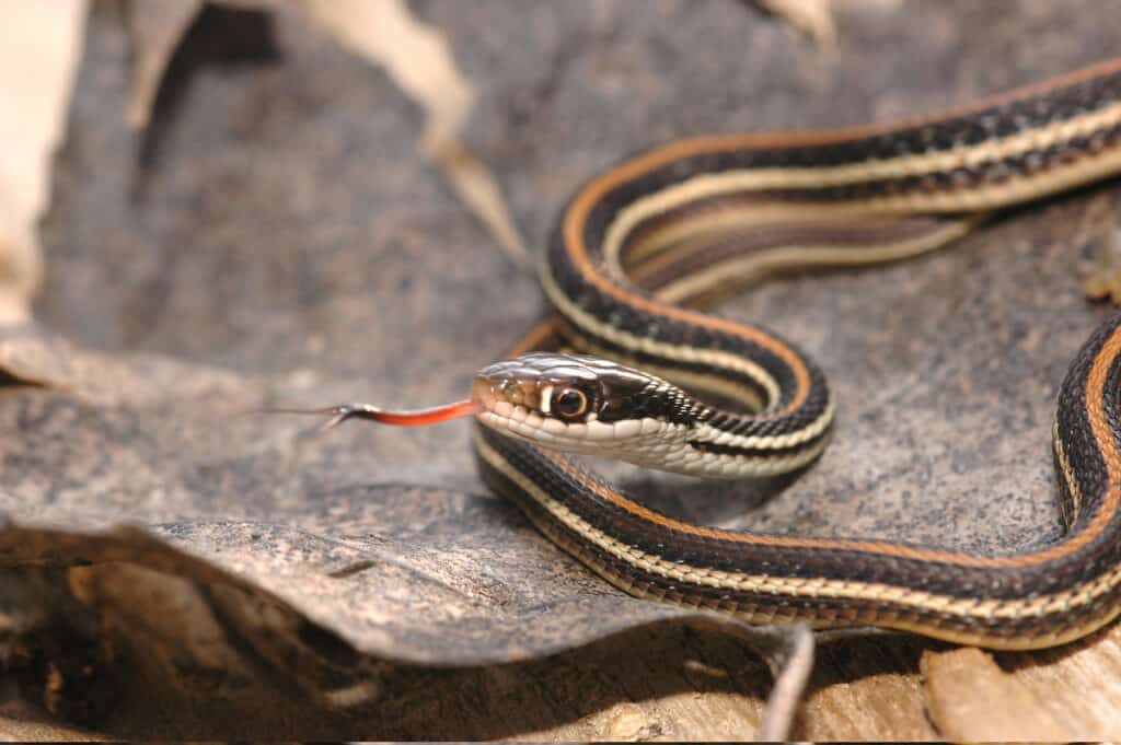 Ribbon Snake Animal Facts Thamnophis sauritus AZ Animals