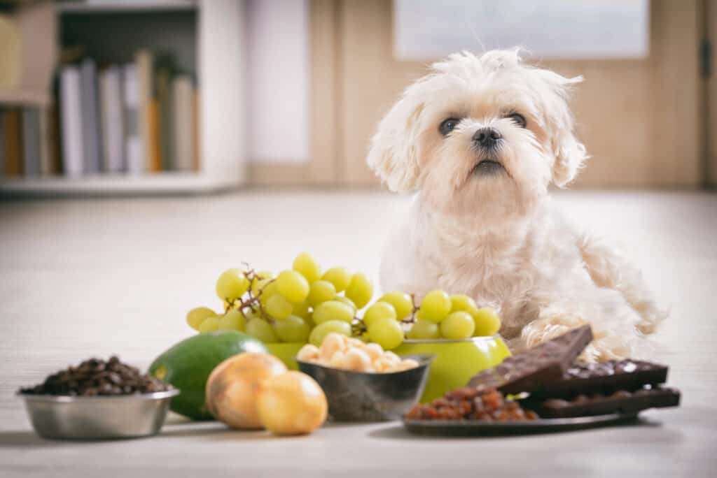 สุนัขกับอาหารเป็นพิษจากองุ่น