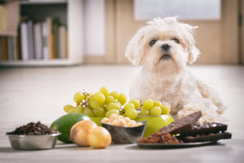 can dog eat bean sprouts