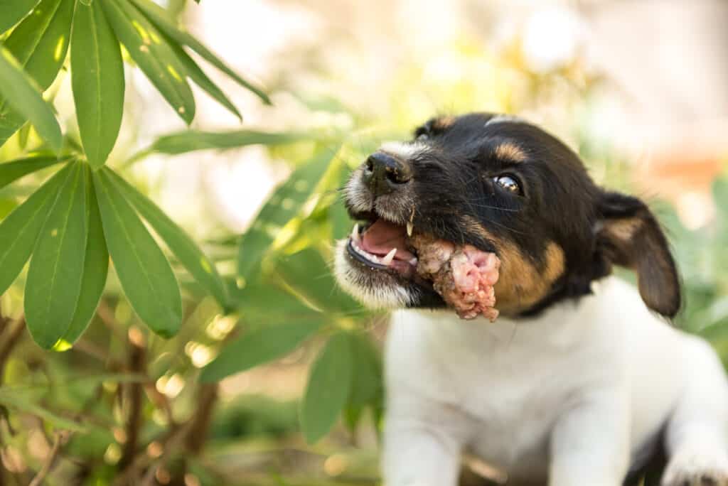 Cute dog puppy eating chicken neck - 8 weeks old - jack Russell terrier hound doggy