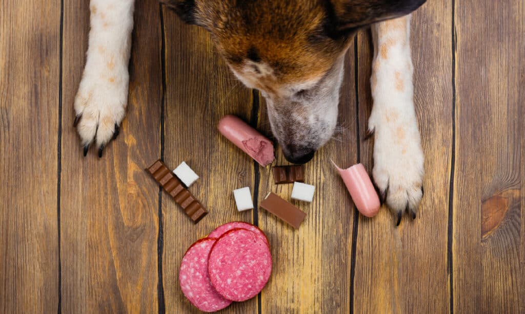 Dog, Eating, Chocolate, Flooring, Forbidden
