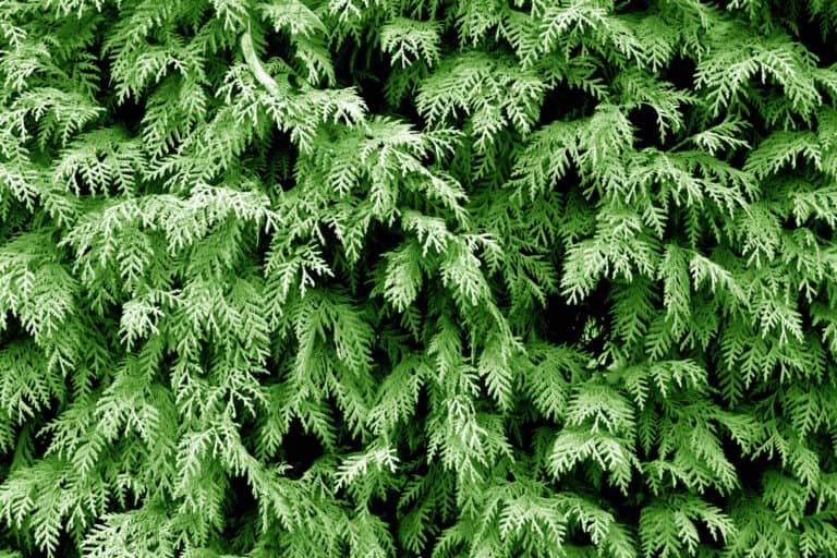 Thuja arborvitae