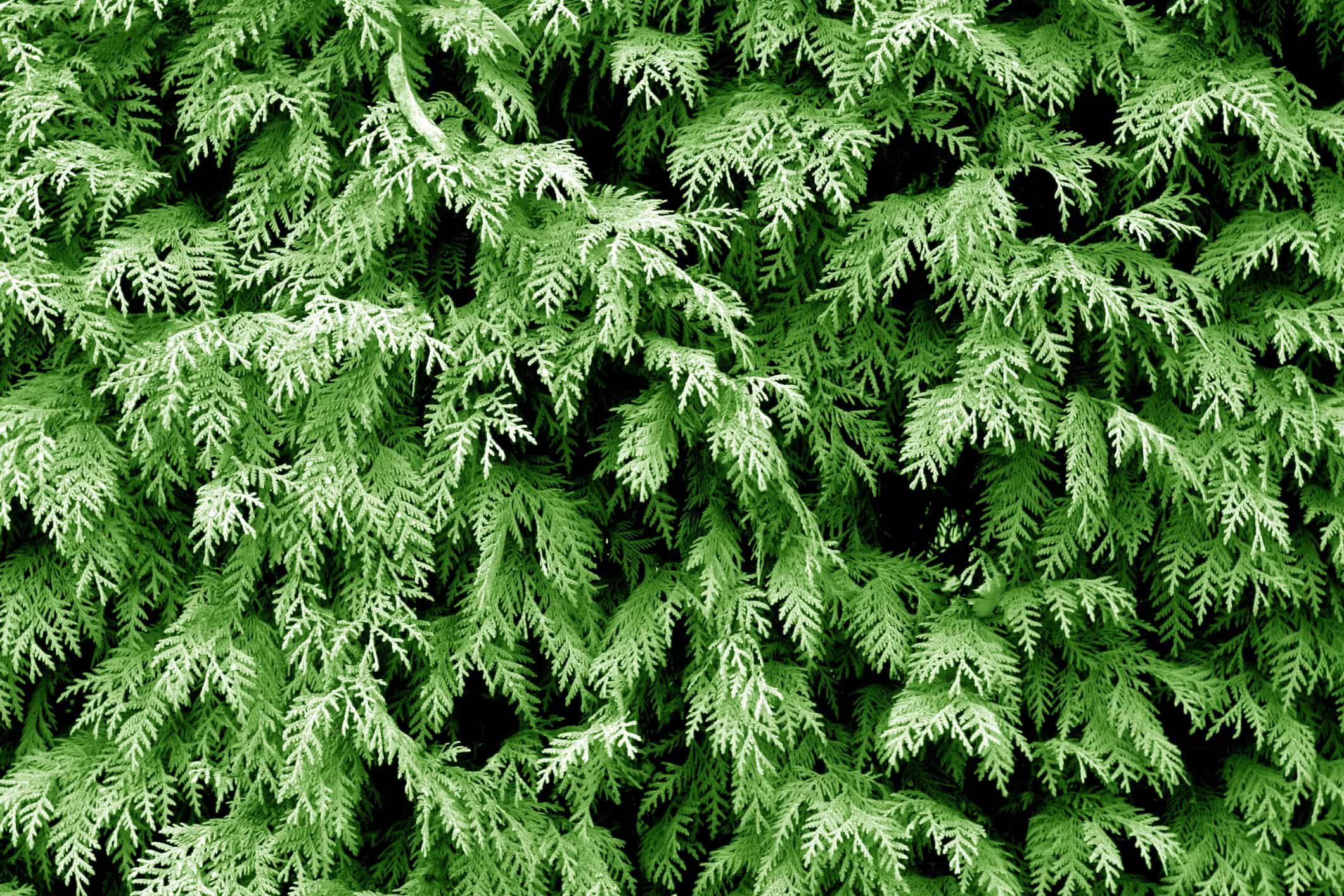North Pole Arborvitae vs. Emerald Green What's the Difference? AZ
