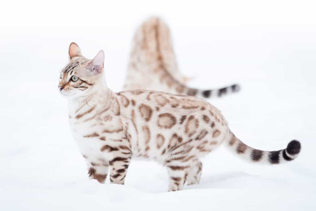 Types of white cats - Snow Bengals in Snow