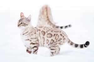 Bengal Cat Colors: Rarest to Most Common Picture