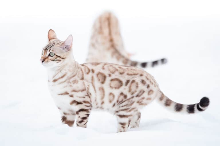 Snow Bengals in Snow