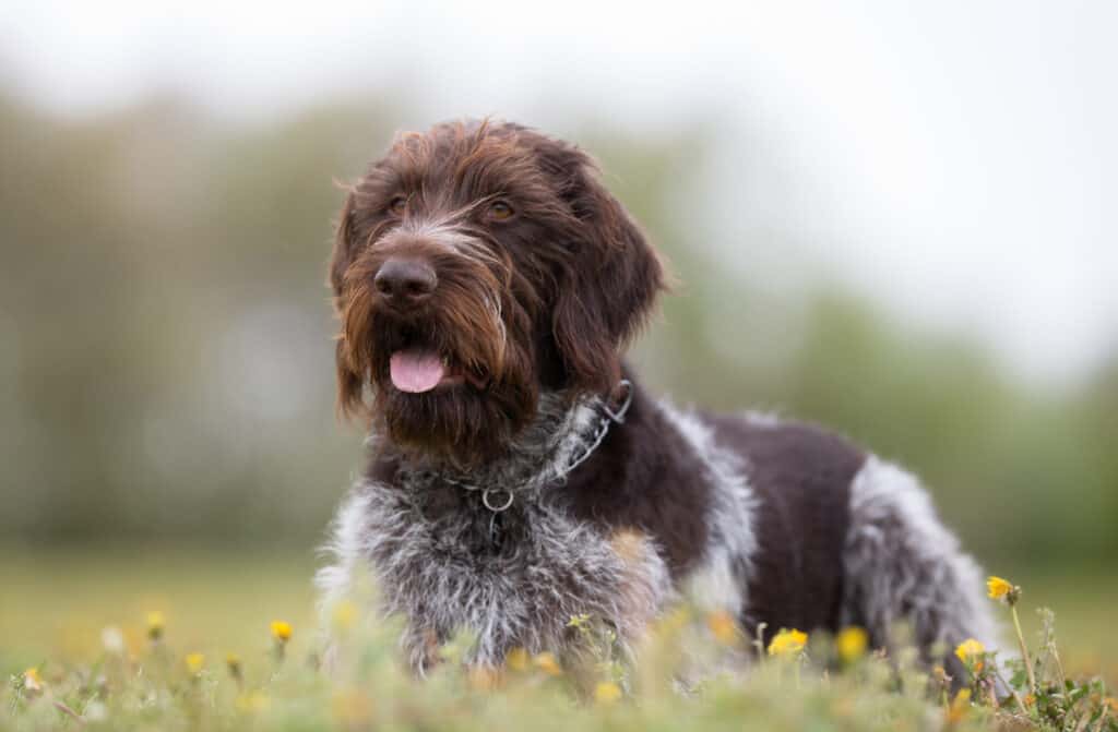 A German wire-haired pointer enjoying the great outdoors