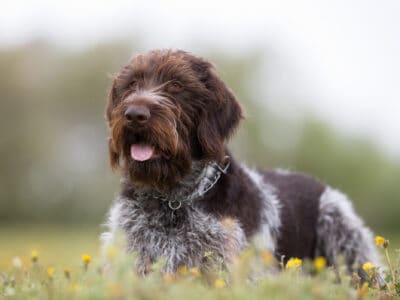 A German Wirehaired Pointer