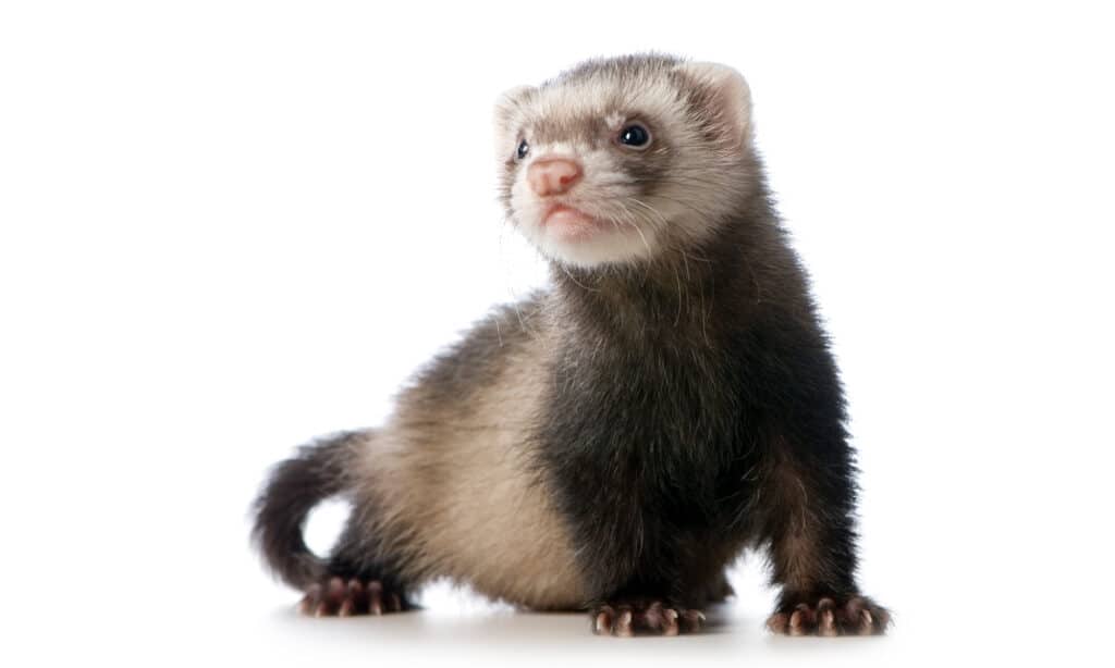 ferret, cut out, white background, skunk, young animal