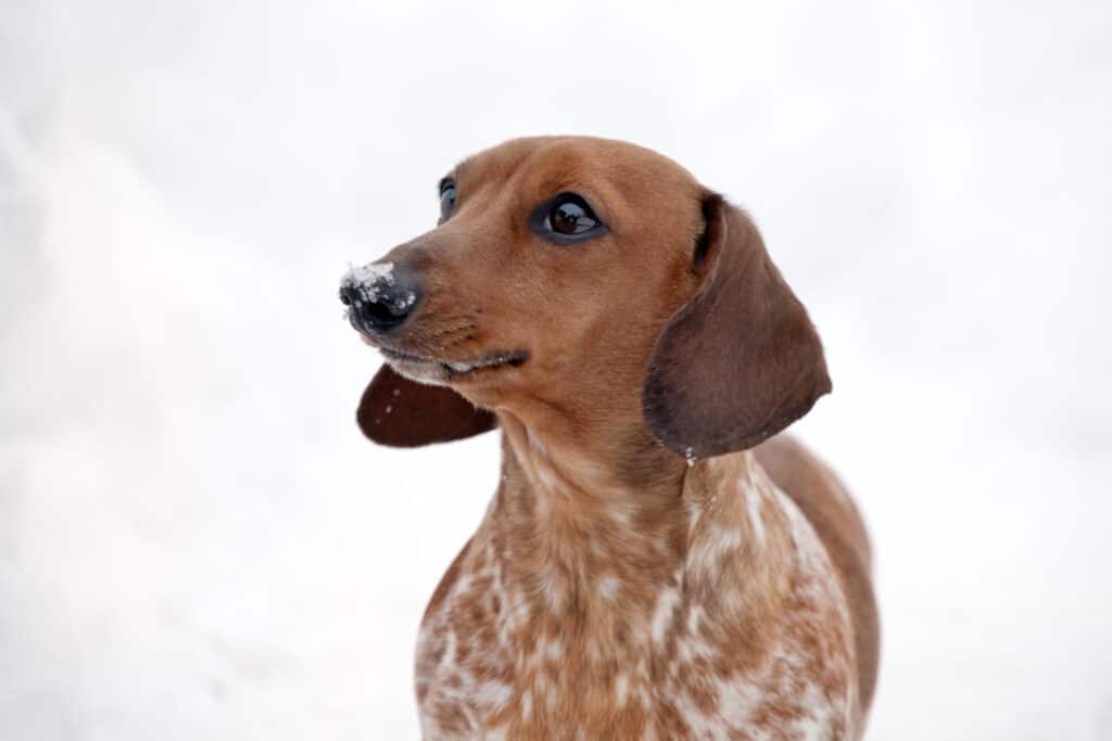 Piebald Dachshund dog