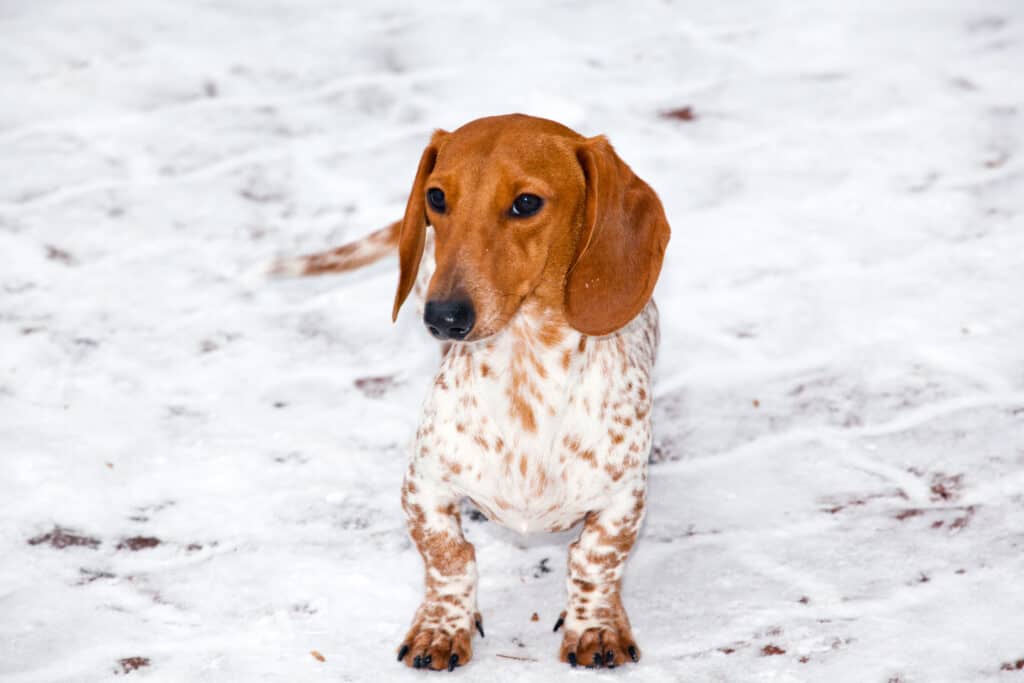 White best sale piebald dachshund