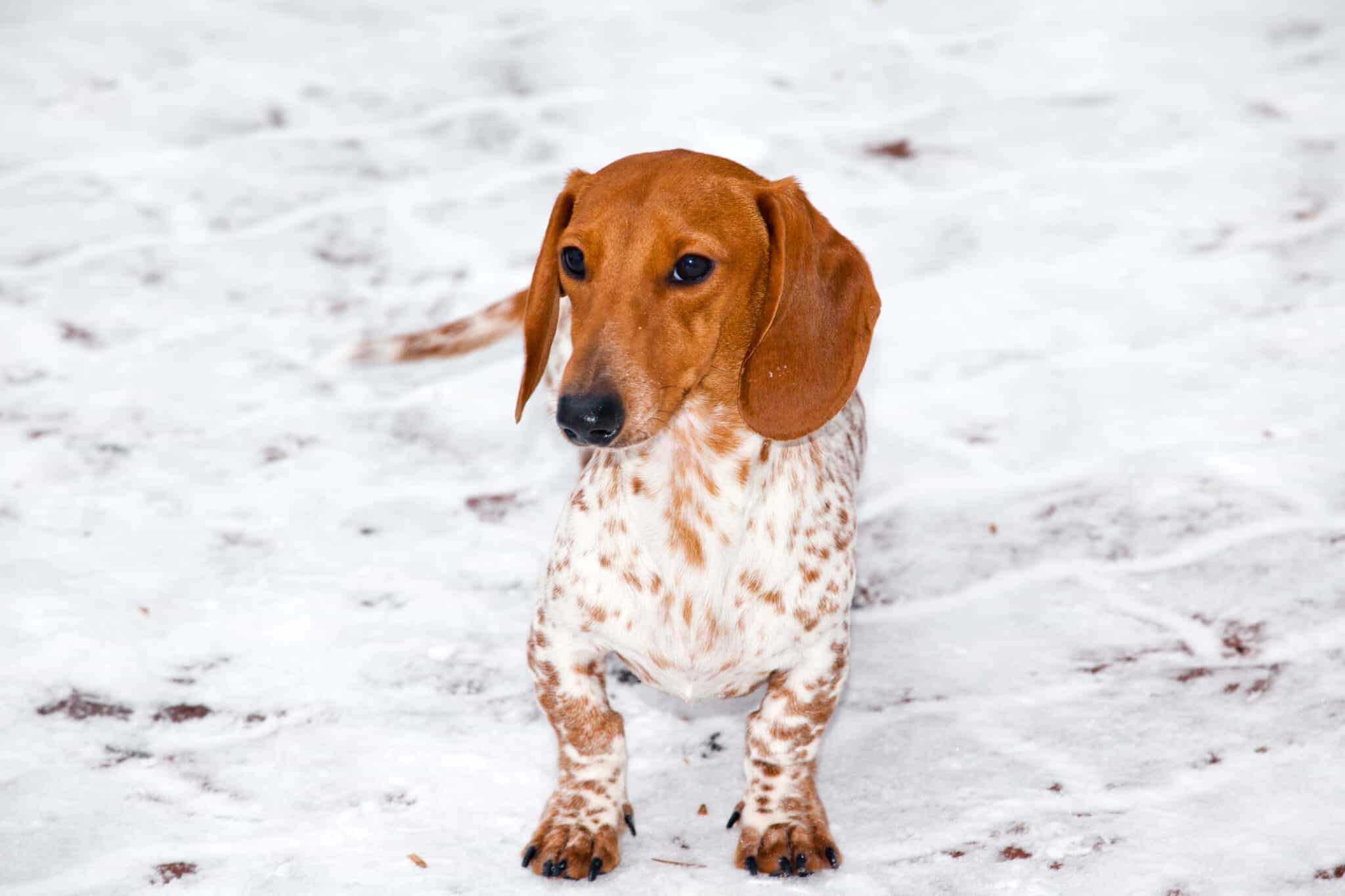 Piebald Dachshund Dog Breed Complete Guide AZ Animals
