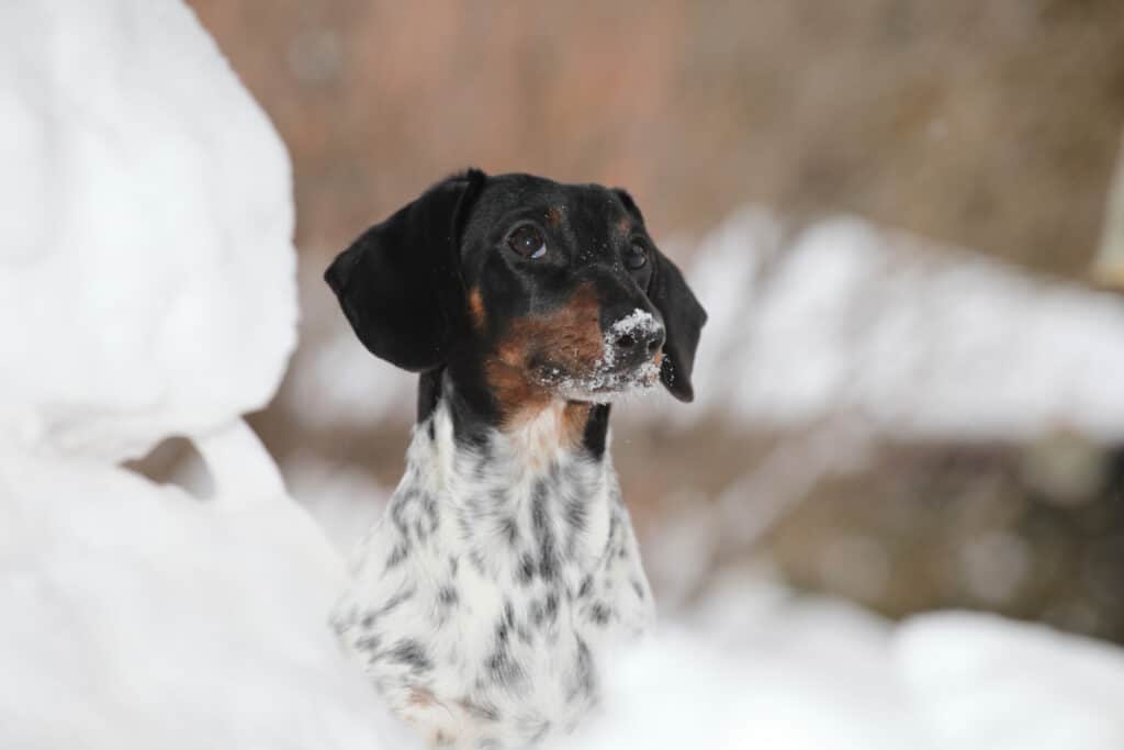 Piebald Dachshund