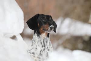 Piebald Dachshund