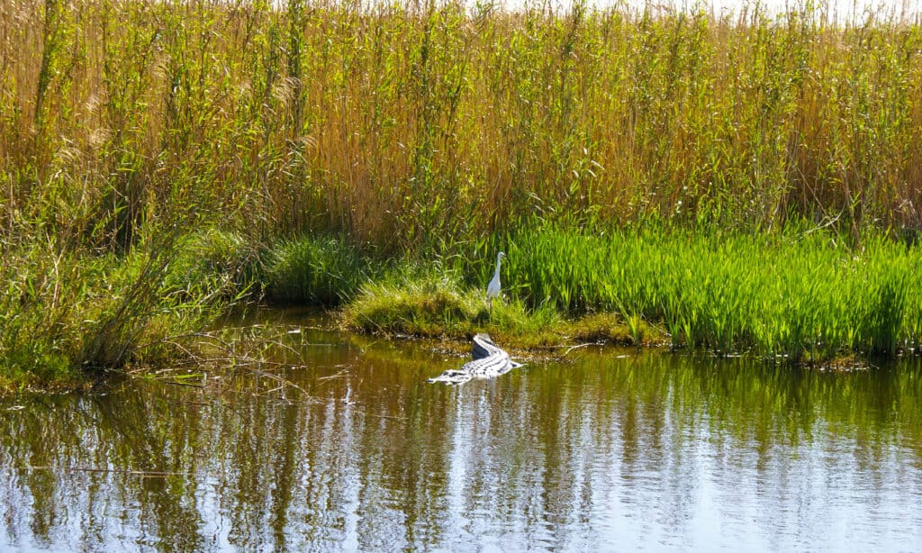 Texas’s 10 Best Bird Watching Spots This Summer - A-Z Animals