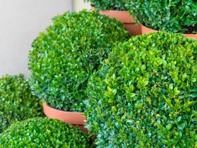 A Privet vs. Boxwood: What’s the Difference?