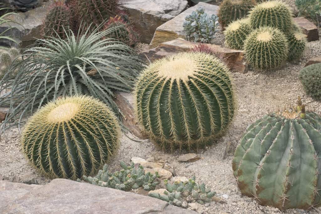 Cactus growing in desert climate