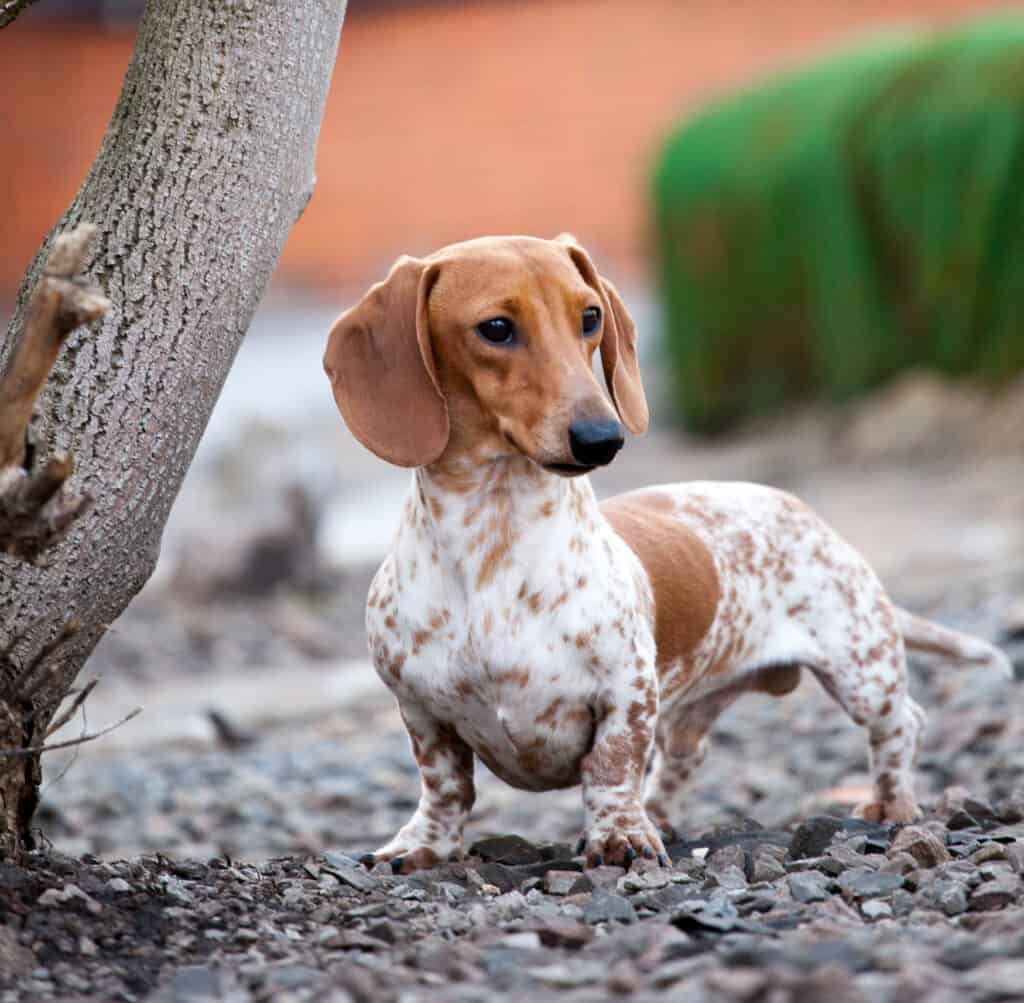 can a piebald dachshund have blue eyes