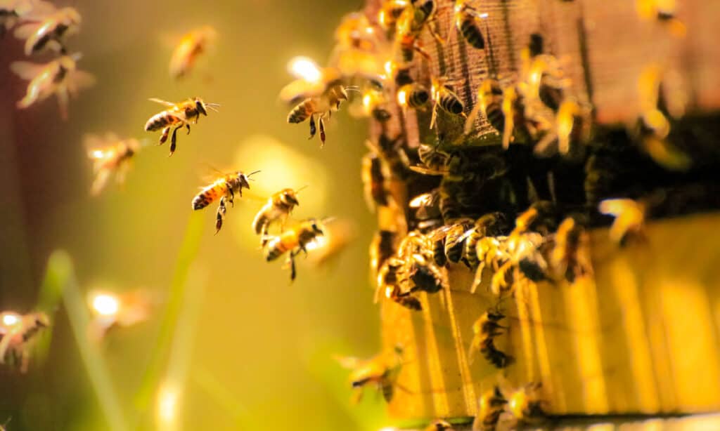 Image showcasing the menacing presence of aggressive bees and wasps, formidable creatures in the United States.