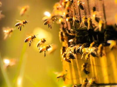 A Honey Bee Quiz: Test What You Know!