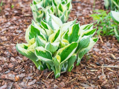 A Hosta Minuteman vs. Hosta Patriot: What’s the Difference?