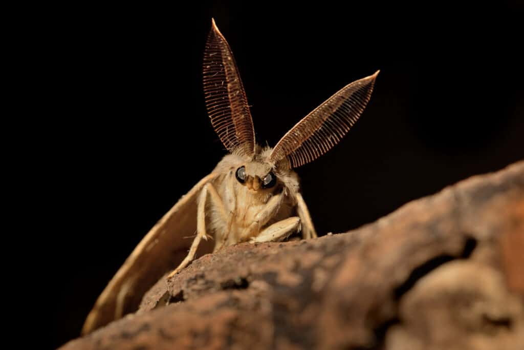 spongy moth on a leaf