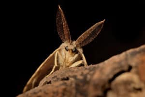 Tussock Moth photo