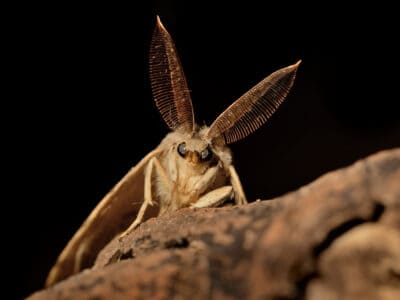 A Tussock Moth