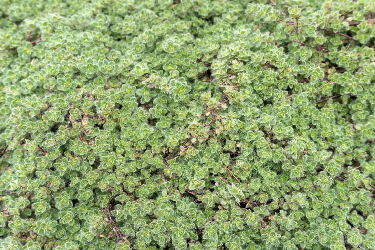 Woolly Thyme vs Creeping Thyme AZ Animals