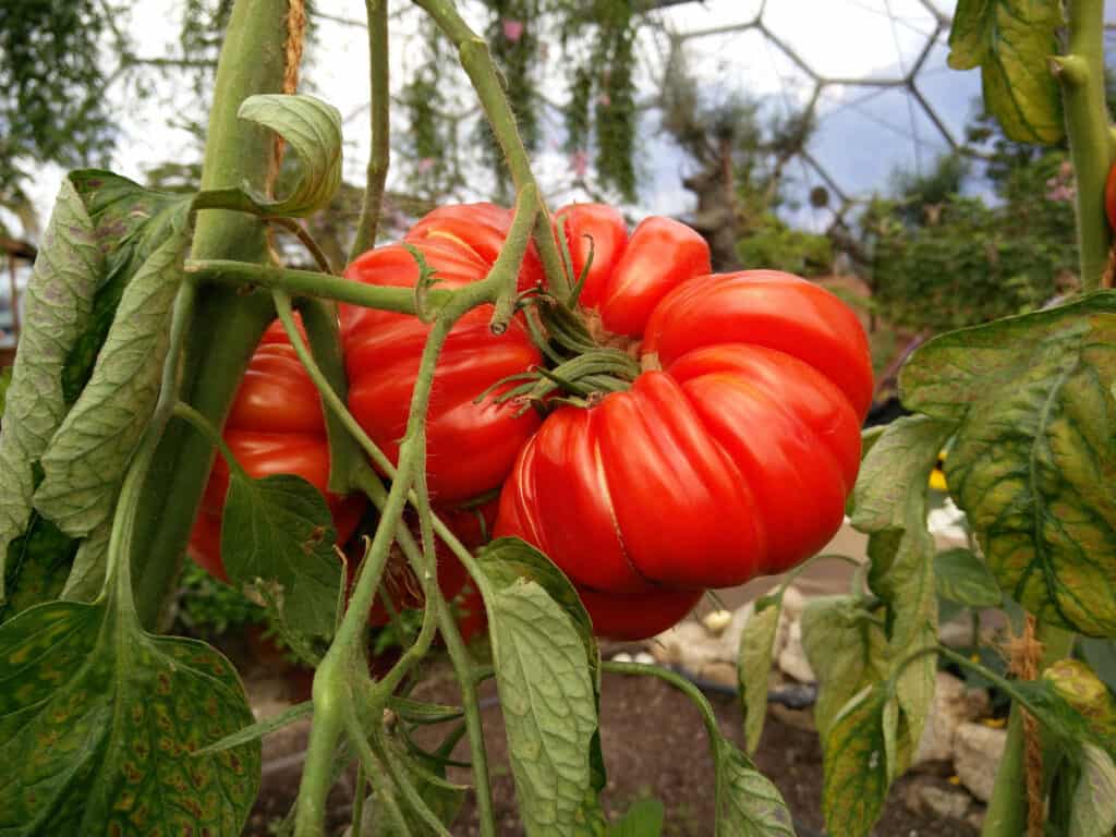 Big beef tomato fully ripened