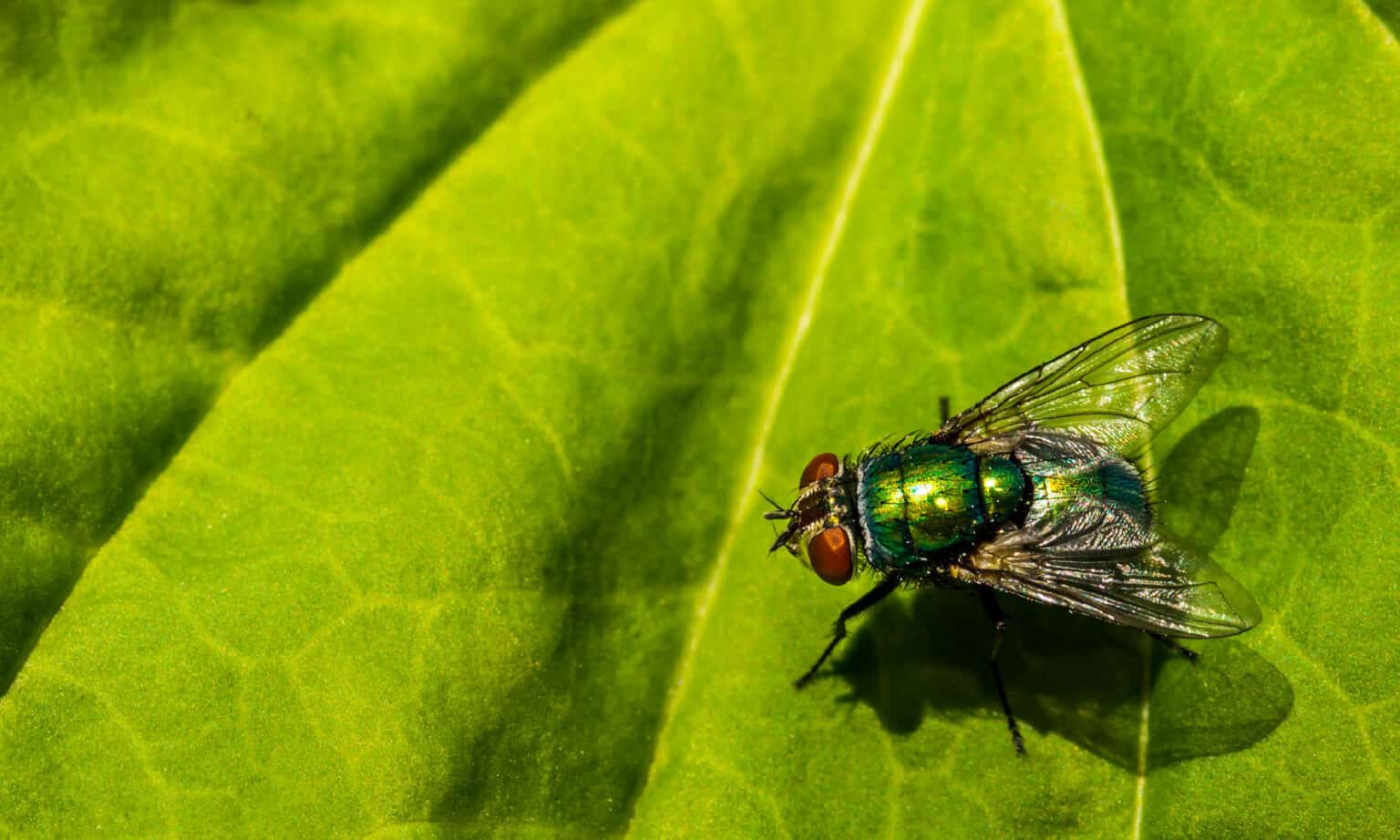 do-flies-poop-a-z-animals