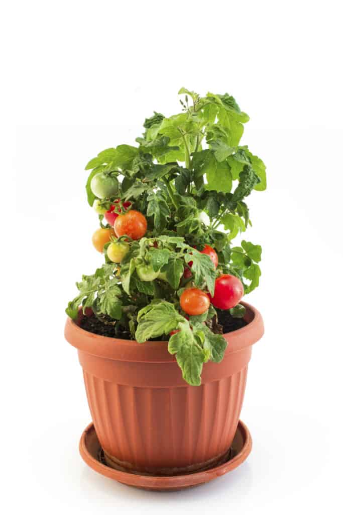 Cherry tomato plant with in pot against white background