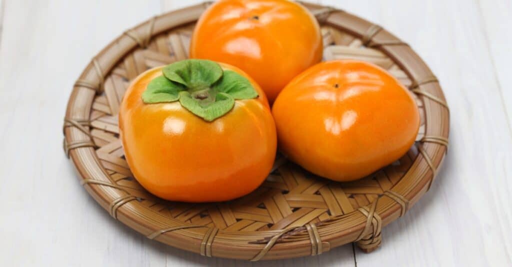 japanese persimmon