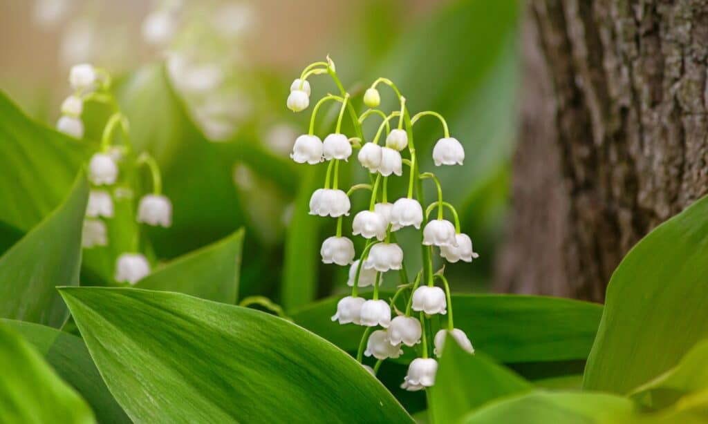 Fragrant lily of the valley typically blooms in May