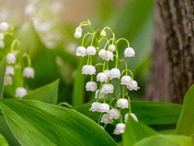 A Discover the National Flower of Finland: Lily-of-the-Valley