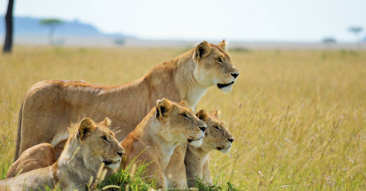 Watch This Big Cat Brawl That Breaks Out When the Lions Corner an