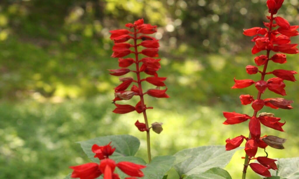 cardinal flower