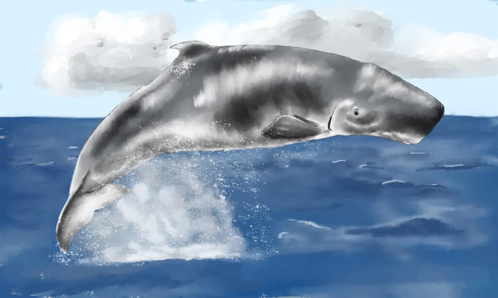 Pygmy Sperm Whale