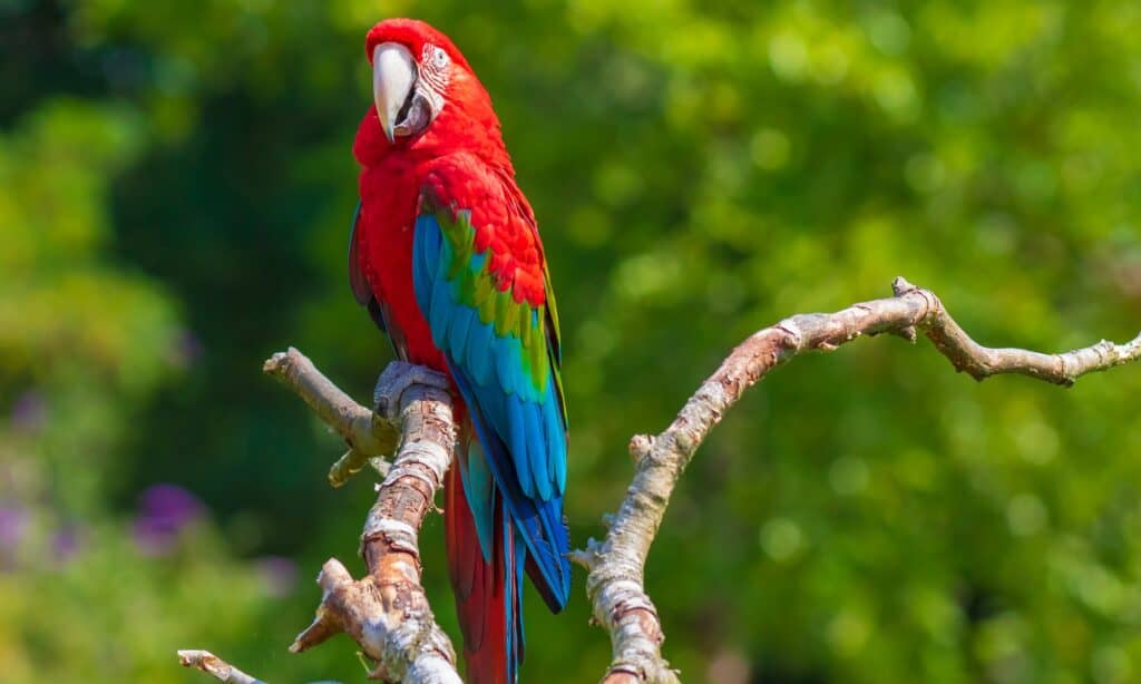 red and white bird rio 2