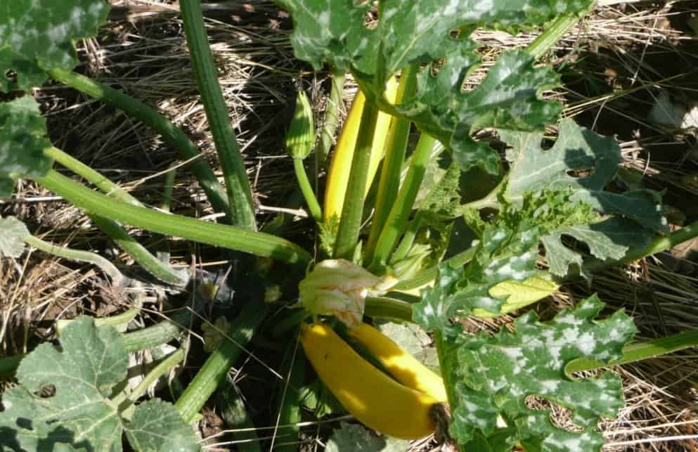 vegetables to plant in may