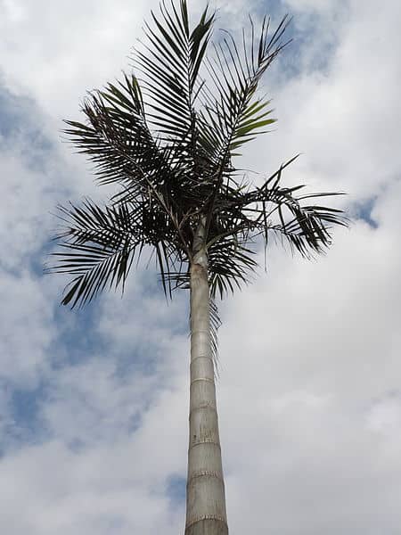 Carpentaria palm tree