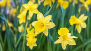 Discover 3 Surprising Types of Wild Daffodils (And the Only Real One) photo