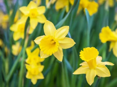 A Discover 3 Surprising Types of Wild Daffodils (And the Only Real One)