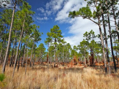 A Loblolly vs. Longleaf Pine: What’s the Difference?