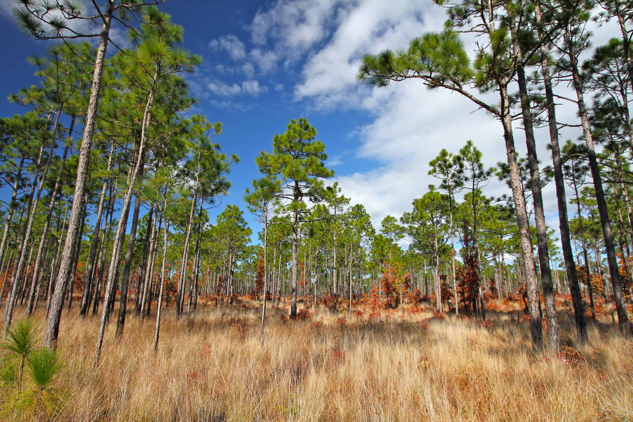 Rows of longleaf pine trees in a field.