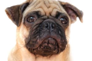Dog Blackheads: Causes, Identification, and Treatment Options photo