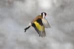 European goldfinch in flight