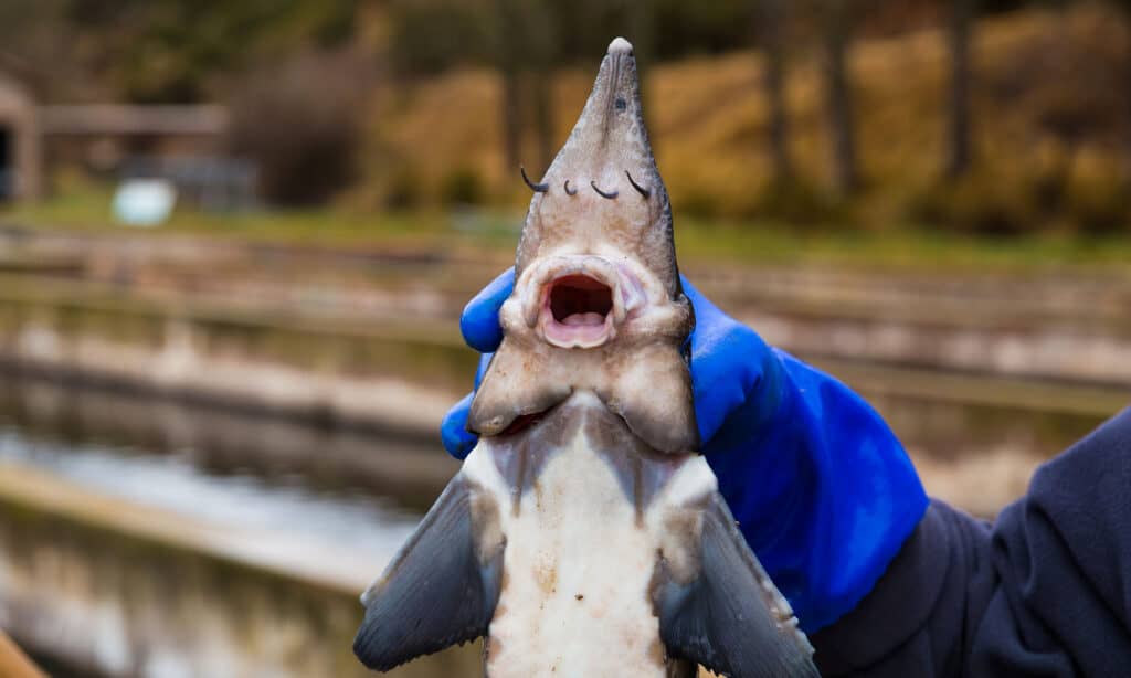 Fresh sturgeon