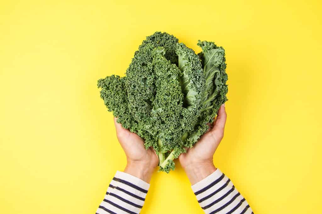 Woman hand holding a bunch of kale leaves over yellow background.