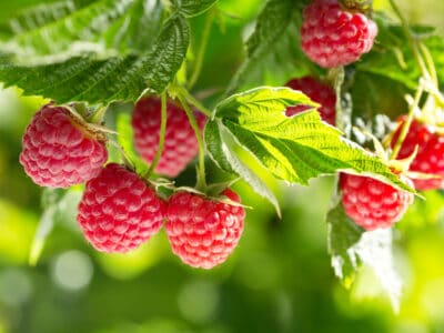 A Discover When Raspberries Are in Peak Season Across the U.S.